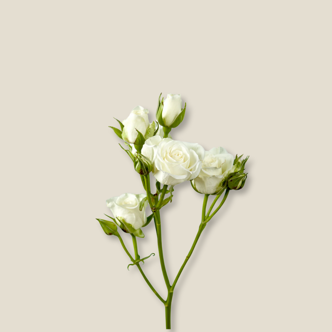 Baby Roses