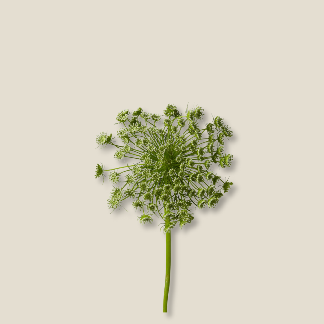 Ammi Majus