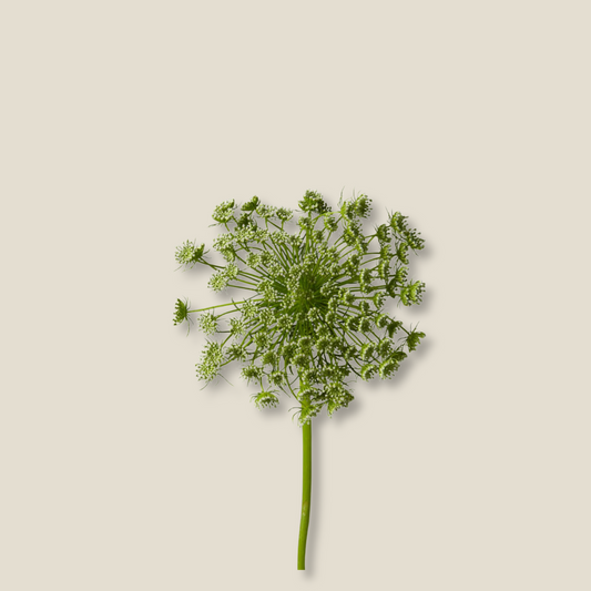 Ammi Majus