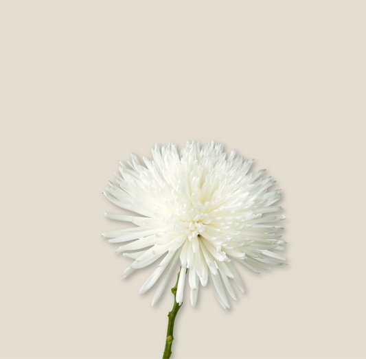 White Spider Chrysanthemum