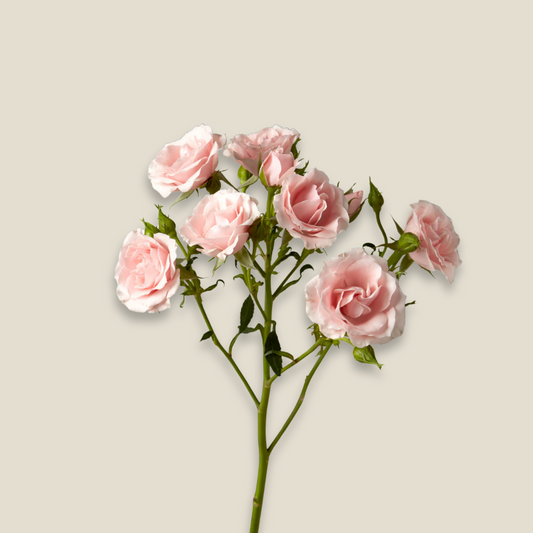 Baby Roses