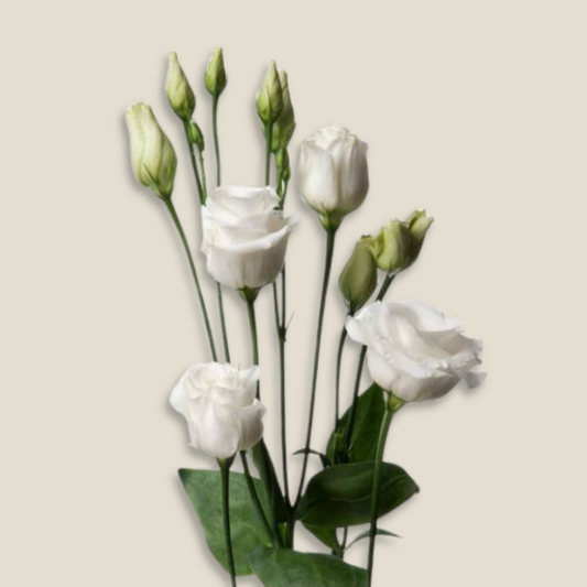 White Eustoma