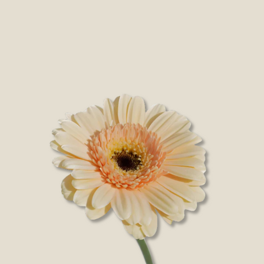 Peach Gilbera
