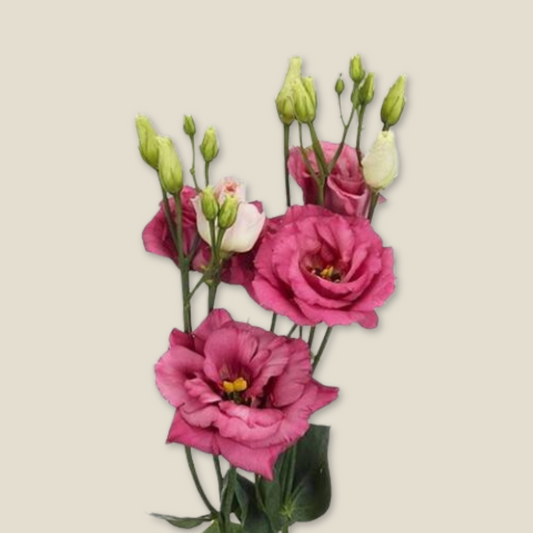 Pink Eustoma