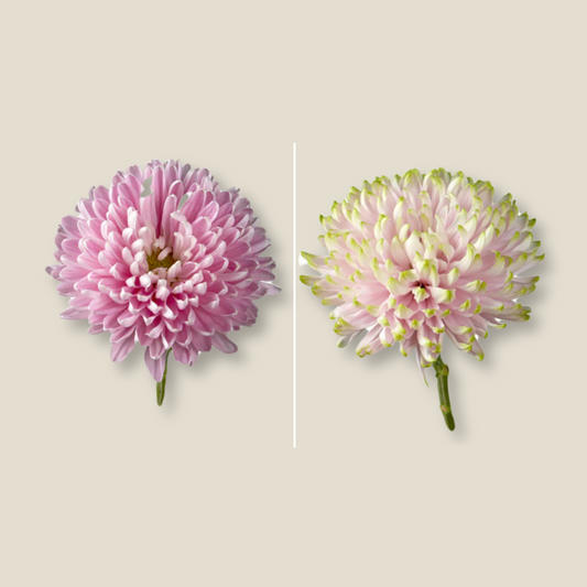 Chrysanthemum