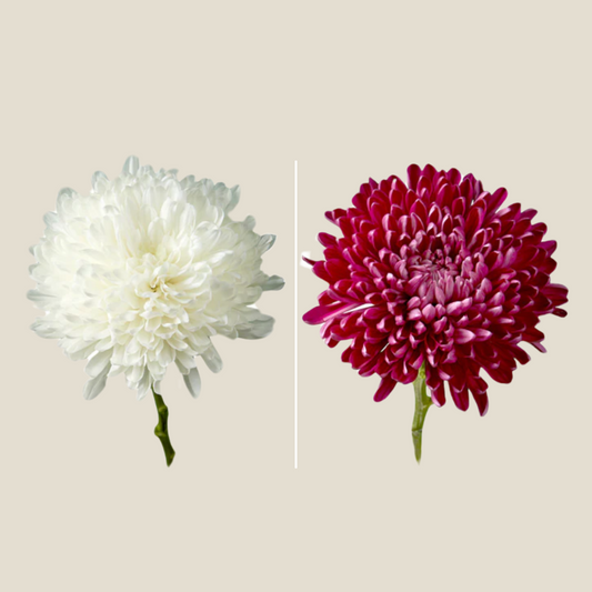 Chrysanthemum