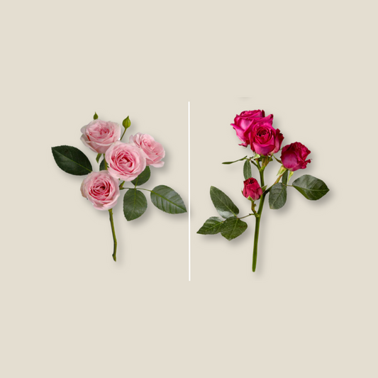 Baby Roses