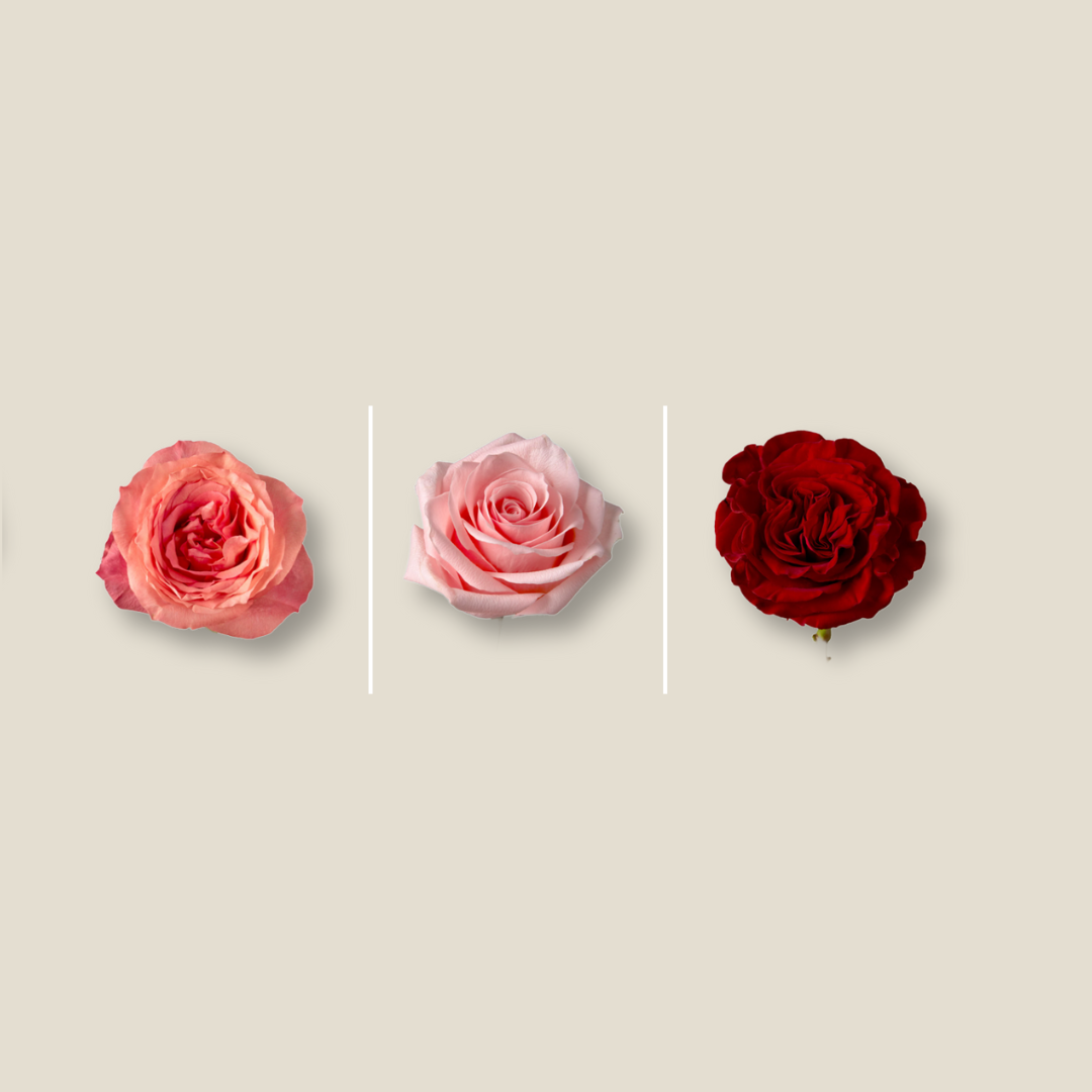 Roses