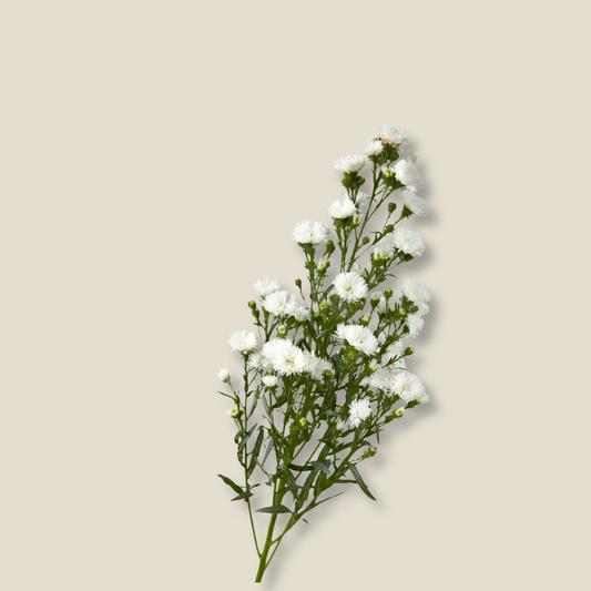 White Obelix aster