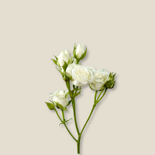 Baby Roses