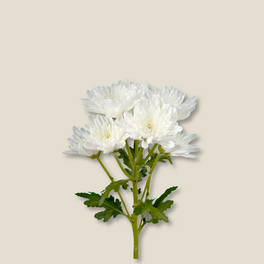 White Pompon Maisy