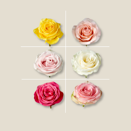 Roses