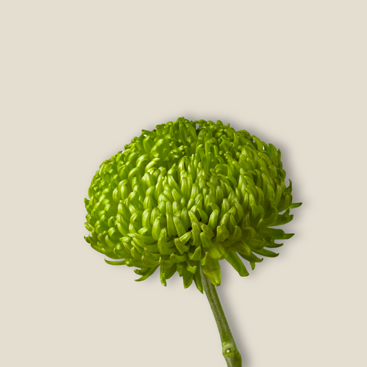 Green Chrysanthemum