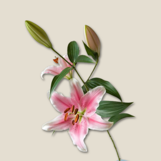 pink lily