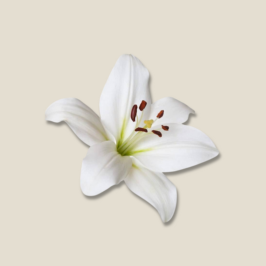 white lily