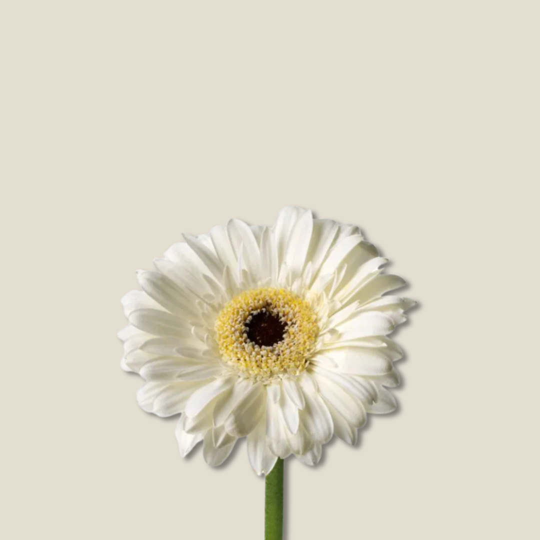 White Gilbera