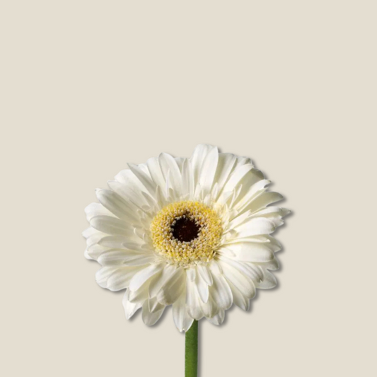White Gilbera