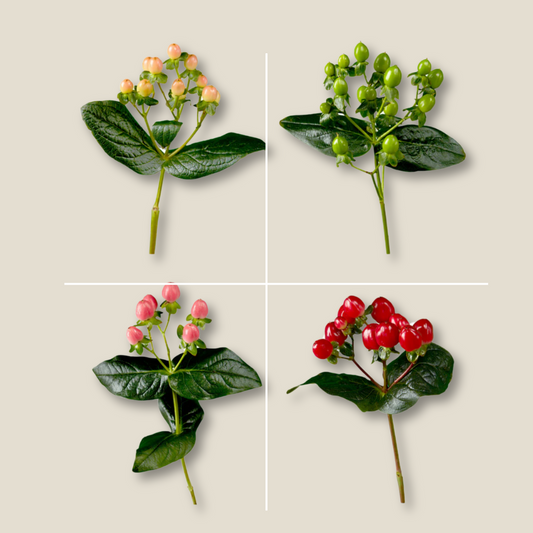 Romance Hypericum Assorted