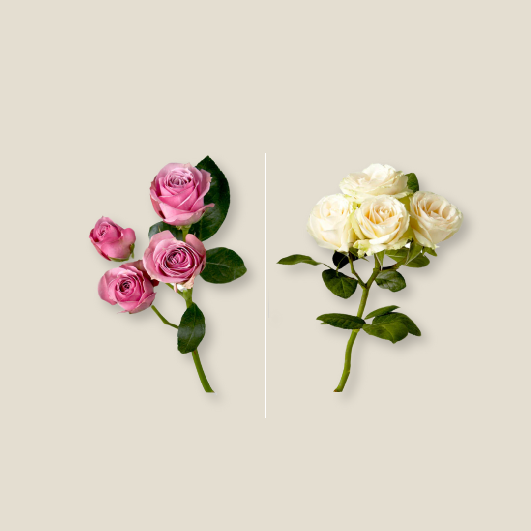 Baby Roses